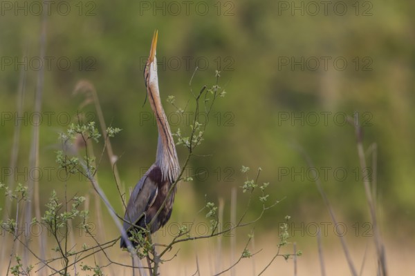 Purple Heron (Ardea purpurea) male displaying, Baden-Wuerttemberg, Germany
