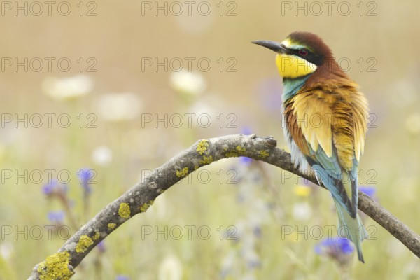European Bee-eater (Merops apiaster), Seville, Spain