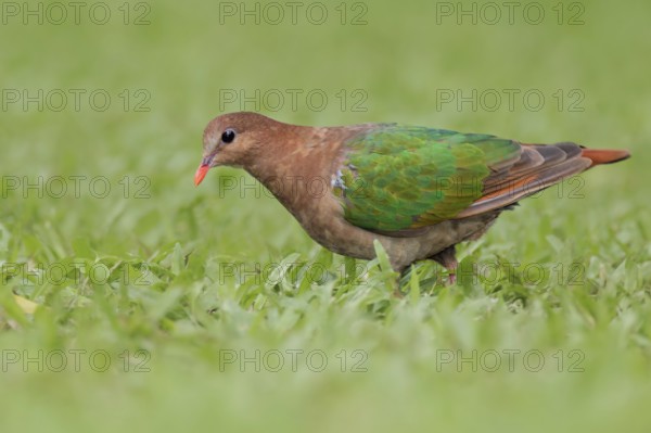 Common Emerald Dove (Chalcophaps indica) female, Queensland, Australia
