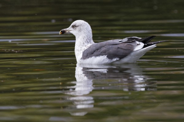 Lesser Black-backed Gull (Larus fuscus), Asturias, Spain