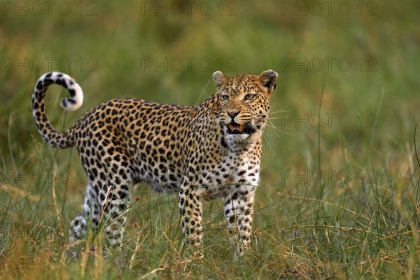Leopard kitten baby, hidden nice orange grass. Leopard cub with mother walk. Big wild cat in the nature habitat, sunny day on the savannah, Khwai river. Wildlife, nature, Botswana wildlife