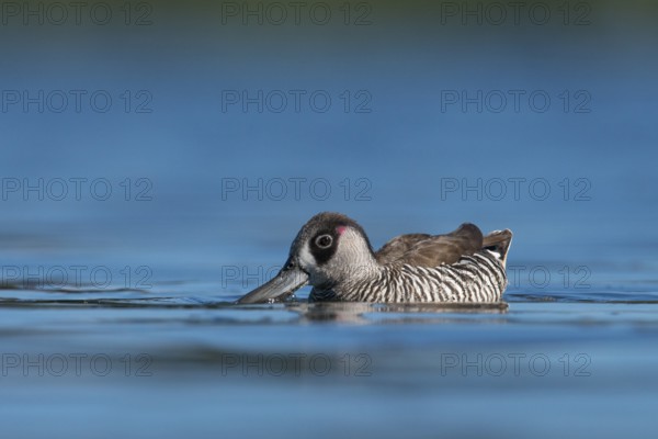 Pink-eared Duck (Malacorhynchus membranaceus), New South Wales, Australia