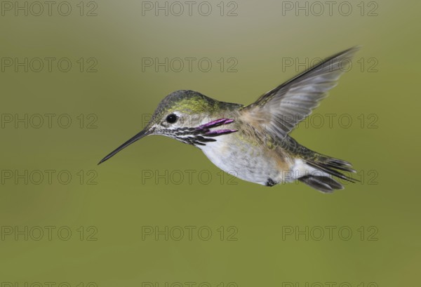 Calliope Hummingbird (Selasphorus calliope), Canada