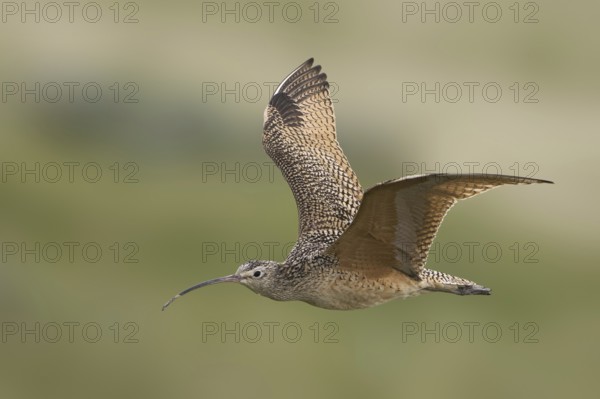 Long-billed Curlew (Numenius americanus), Alberta, Canada