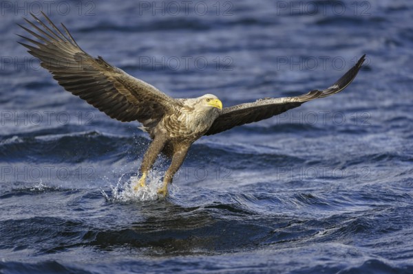 White-tailed Eagle (Haliaeetus albicilla) flying, Nord-Trondelag, Norway