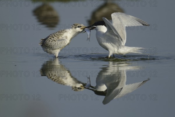 Sandwich Tern (Thalasseus sandvicensis) juvenile, Texel, Netherlands