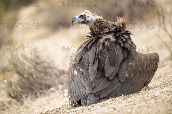 Cinereous Vulture (Aegypius monachus), Extremadura, Spain