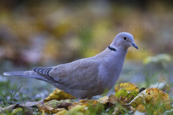 Eurasian Collared Dove (Streptopelia decaocto) perched on the ground, Bavaria, Germany