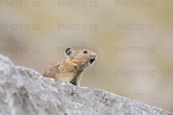 American pika (Ochotona princeps) sits calling on a rock, Jasper National Park, Alberta, Canada
