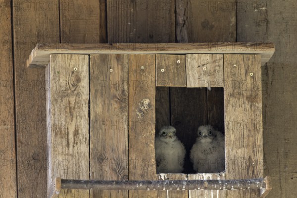 Kestrel (Falco tinnunculus) two young birds looking out of the incubator, village in Münsterland, North Rhine-Westphalia