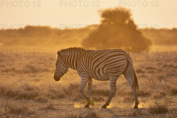 Plains zebra (Equus quagga), in dry savannah, in the evening light, Kruger National Park, South Africa