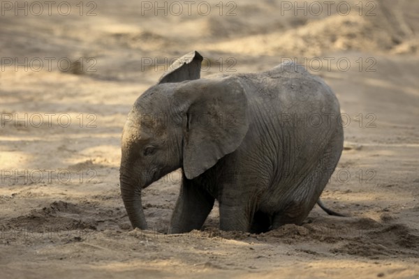 African elephant (Loxodonta africana), young animal, digging, drinking, searching for water, dried up riverbed, Kruger, Kruger National Park, South Africa