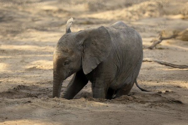 African elephant (Loxodonta africana), young animal, digging, drinking, searching for water, dried up riverbed, Kruger, Kruger National Park, South Africa