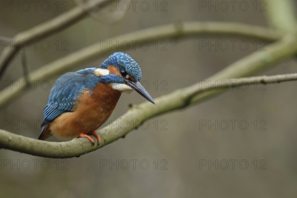 Shortly in front of the prey strike... Kingfisher (Alcedo atthis), male on the hunt in early spring, foraging hunter diving from his perch for fish and other prey, Lower Rhine, North Rhine-Westphalia, Germany, Western Europe