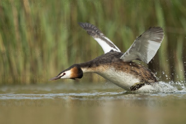 Aggressive... Great Crested Grebe (Podiceps Scalloped ribbonfish) sprints, runs over the water with powerful wing beats, starts to attack, flies up, drives away a competitor, attacks, is in a hurry, shows threatening behaviour, imposing behaviour, waterfowl, native nature, Lower Rhine, Rhineland, North Rhine-Westphalia, Germany, Western Europe