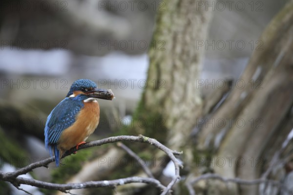 Kingfisher (Alcedo atthis) male, with a preyed-upon common bullhead (Cottus gobio) Allgäu, Bavaria, Germany, Allgäu, Bavaria, Germany