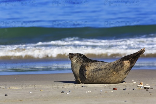 Grey seal (Halichoerus grypus) lying on the beach, surf, Helgoland dune, Helgoland Island, Schleswig-Holstein, Germany