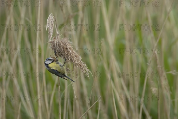 Blue tit (Cyanistes Caeruleus) adult bird feeding on a Common reed seedhead in a reedbed, England, United Kingdom