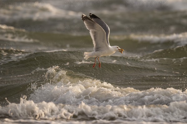 Herring gull (Larus argentatus) in flight over the surf with a starfish in its beak, Hvide Sande, North Sea, Denmark