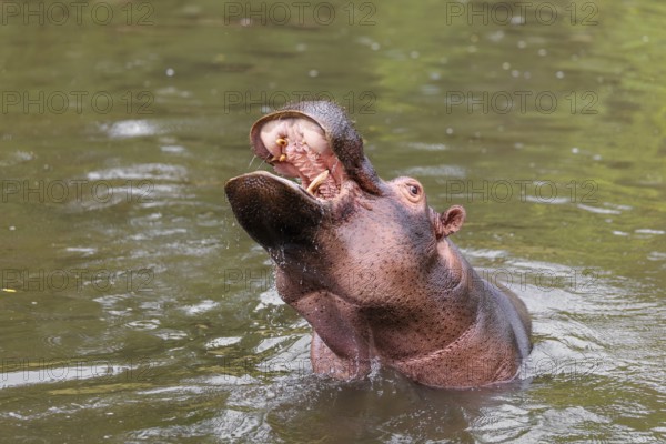 An adult male hippopotamus (Hippopotamus amphibius) shows aggression and defends its territory