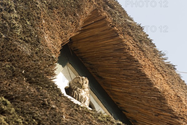 Tawny Owl (Strix aluco), Hamburg, Germany