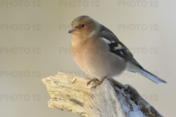 Common Chaffinch (Fringilla coelebs) male, North Rhine-Westphalia, Germany