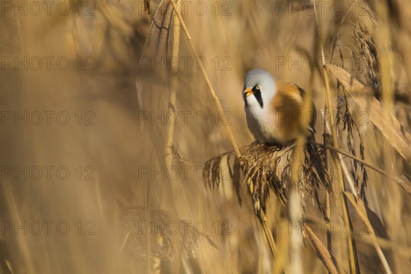 Bearded Reedling (Panurus biarmicus) male, Baden-Wuerttemberg, Germany