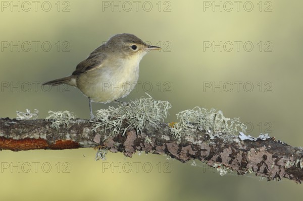 Eastern Olivaceous Warbler (Iduna pallida), Andalusia, Spain