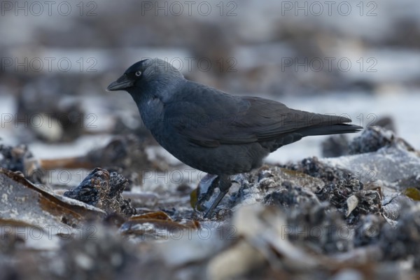 Western Jackdaw (Coloeus monedula) perched on a beach, Schleswig-Holstein, Deutschland, Germany