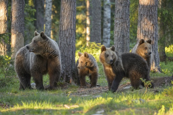 Eurasian Brown Bear (Ursus arctos) mother with three cubs in forest, Finland
