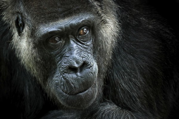 Western lowland gorilla, detail head portrait with beautiful eyes. Close-up photo of wild big black monkey in the forest, Gabon, Africa. Wildlife scene from nature. Mammal in the green vegetation