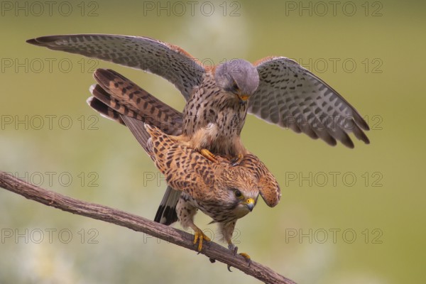 Common Kestrel (Falco tinnunculus) pair mating, perched on a branch, Subotica, Serbia