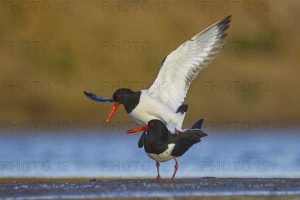 Eurasian Oystercatcher (Haematopus ostralegus) pair mating, North Rhine-Westphalia, Germany