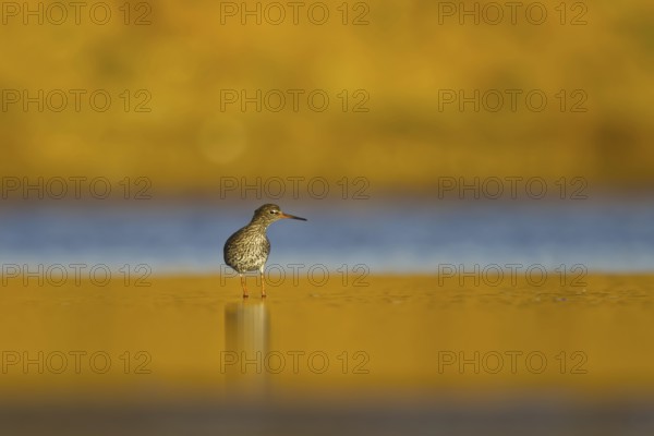 Common Redshank (Tringa totanus), North Rhine-Westphalia, Germany