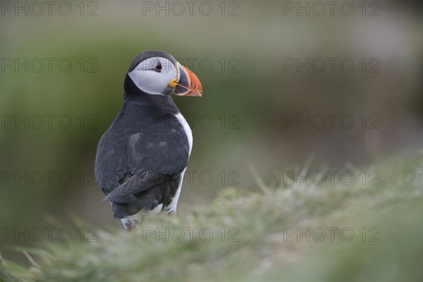 Atlantic Puffin (Fratercula arctica), Scotland, United Kingdom