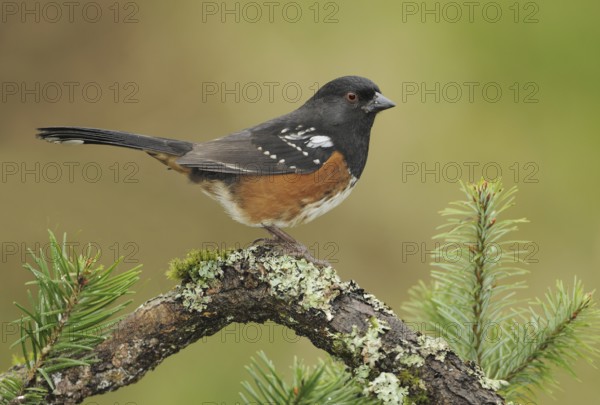 Spotted Towhee (Pipilo maculatus), British Columbia, Canada