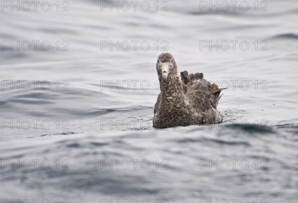 Northern Giant Petrel (Macronectes halli), New Zealand