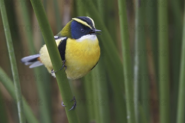 Many-colored Rush Tyrant (Tachuris rubrigastra) singing, Lago Junin, Peru
