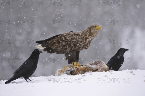 White-tailed Eagle (Haliaeetus albicilla), Norway