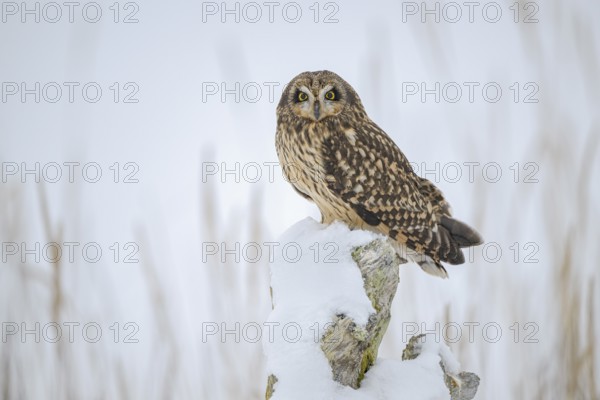 Short-eared Owl (Asio flammeus), Alaska, USA