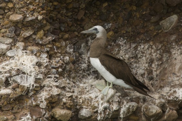 Brown Booby (Sula leucogaster), Baja, Mexico