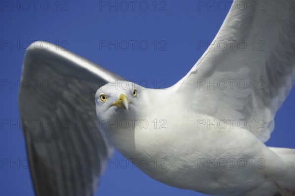 European Herring Gull (Larus argentatus) flying, Nord-Trondelag, Norway