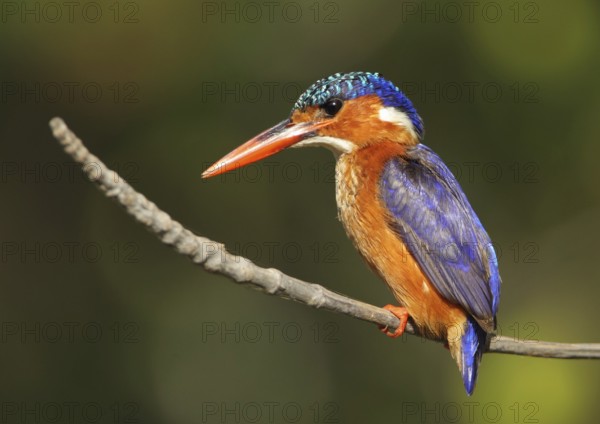 Malachite Kingfisher (Corythornis cristatus), Gambia