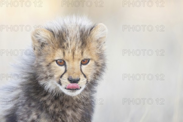 Cheetah (Acinonyx jubatus) cub licking lips close-up, Philippolis, South Africa