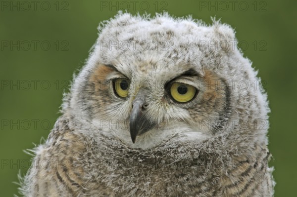 Great Horned Owl (Bubo virginianus) juvenile, Saskatchewan, Canada