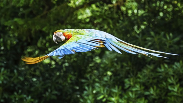 Blue-and-yellow macaw, Ara ararauna, bird in flight
