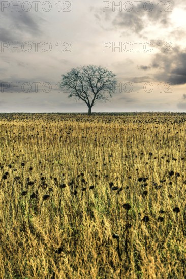 Lonely tree stands amidst golden field under a cloudy sky at dusk. Auvergne. France