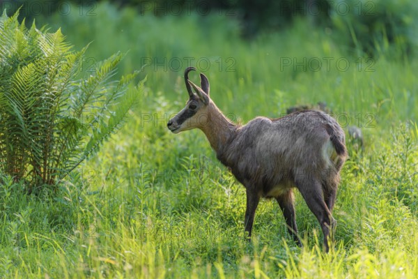 An adult chamois (Rupicapra rupicapra) stands in the tall grass of a green meadow on a sunny day.. Tyrol, Austria