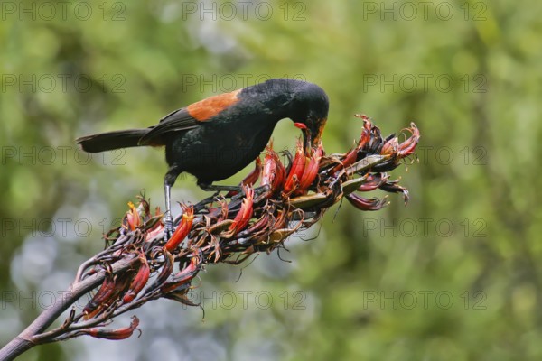 North Island Saddleback (Philesturnus rufusater) foraging, Nordinsel, New Zealand