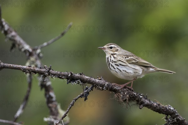 Olive-backed Pipit - Waldpieper - Anthus hodgsoni ssp. yunnanensis, Russia
